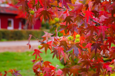 50 AMERICAN SWEETGUM Liquidambar Styraciflua Storax Alligator Sweet Gum Tree Seeds - Great Fall Color! Red Yellow Orange Purple